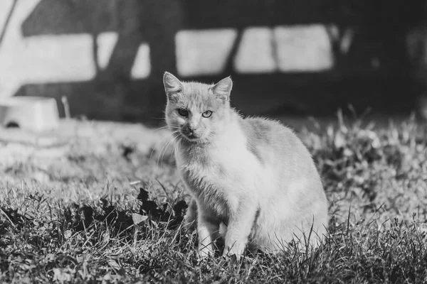 Katt Sittande Nära Huset Solen — Stockfoto