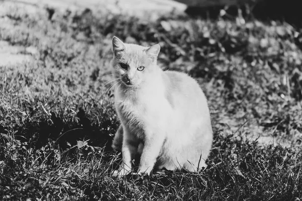 猫は太陽の下で家の近くに座って — ストック写真