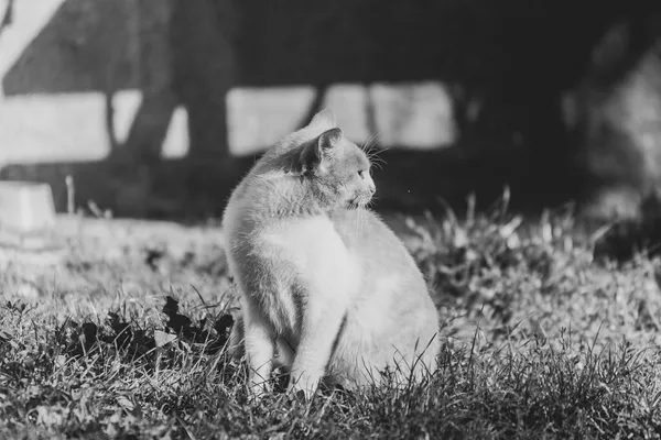 Kot Siedzi Pobliżu Domu Słońcu — Zdjęcie stockowe