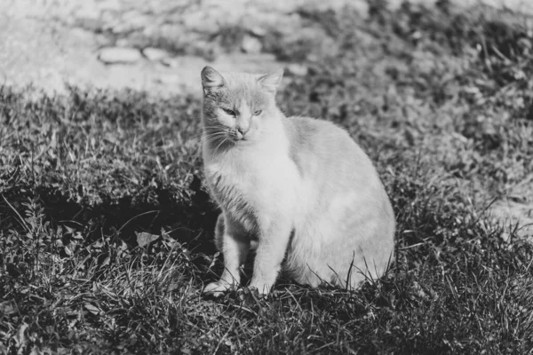 Γάτα Κάθεται Κοντά Στο Σπίτι Στον Ήλιο — Φωτογραφία Αρχείου