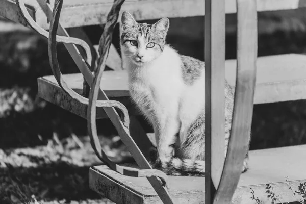 Gato Sentado Cerca Casa Sol — Foto de Stock