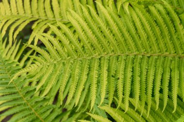 Bahçede büyüyen arka planlar için yeşil dekoratif yapraklar