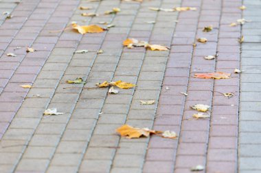 Arka plan için renkli kaldırım taşlarının dokusu. Kaldırımda beton kaldırım