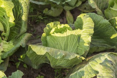 Ağustosta tarlada yeşil lahana ve yapraklar