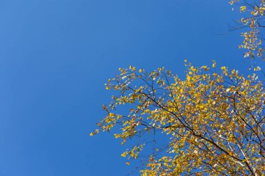 Sonbahar yapraklı ağaç dalları mavi gökyüzünün arka planında