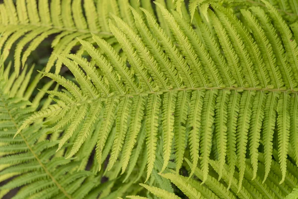 Hojas Decorativas Verdes Para Los Fondos Que Crecen Jardín —  Fotos de Stock