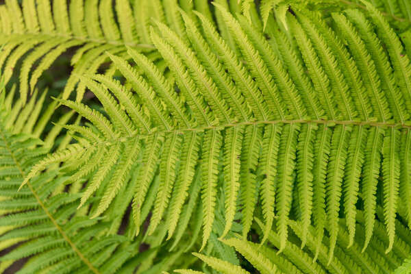 Зеленые декоративные листья для фона, растущего в саду