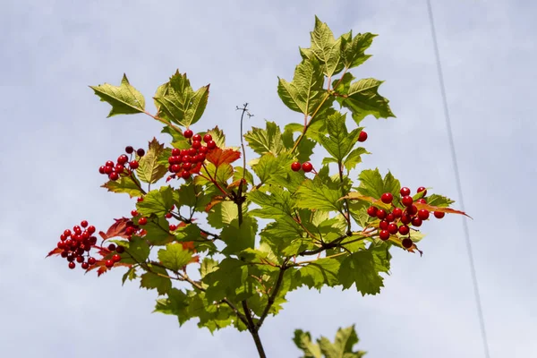 Червоні Ягоди Калини Зелене Листя Саду — стокове фото