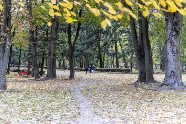 Sarı Sonbahar Yaprakları Parkta Parktaki Güzel Doğa — Stok fotoğraf