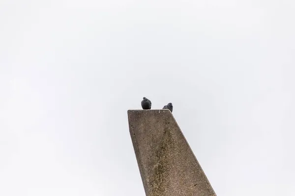 Piccioni Seduti Una Pietra Granito Nel Parco Uno Sfondo Cielo — Foto Stock