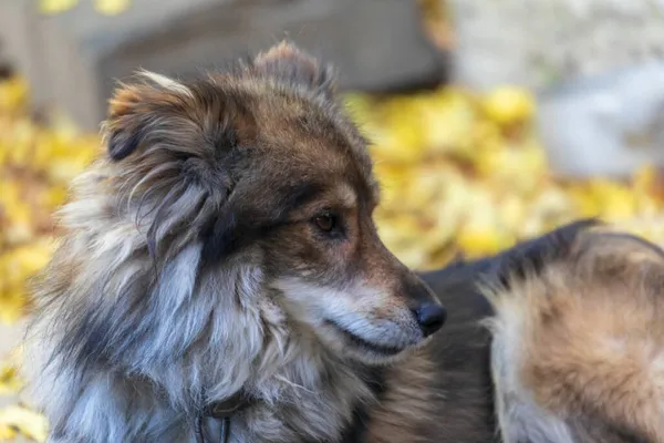 Sad Dog Farm Village — Stock Photo, Image