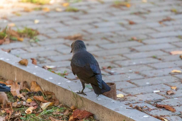 Černý Divoký Jackdaw Chodníku Hledá Jídlo — Stock fotografie