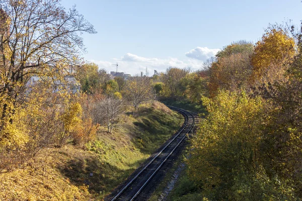 Spur Wald Herbst Grünes Gras Und Gelbe Blätter — Stockfoto