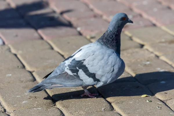 Pombo Cinza Azul Selvagem Praça Cidade — Fotografia de Stock