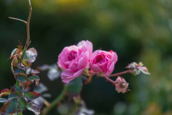 Różowe Jesienne Róże Kwietniku Parku — Zdjęcie stockowe