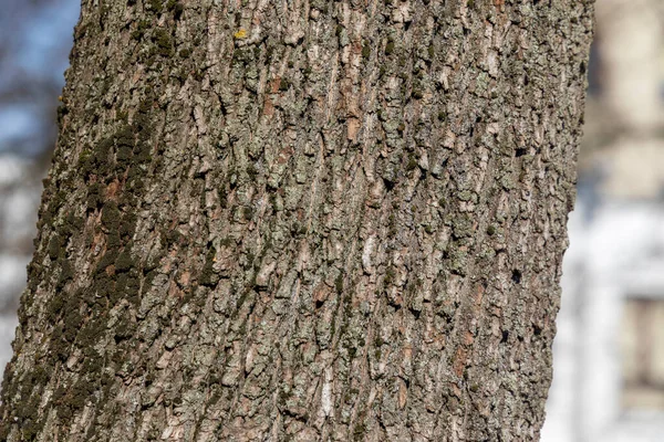 Tekstura Kory Starego Drzewa Parku Słońcu — Zdjęcie stockowe