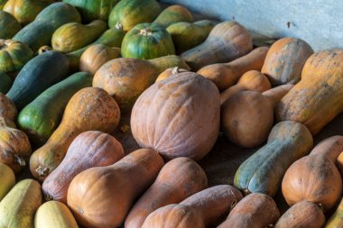 Çiftlikte büyük sarı olgun balkabakları ve kavunlar