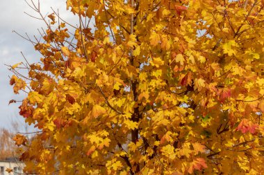 Parktaki güzel sarı sonbahar yaprakları