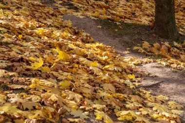 Parktaki güzel sarı sonbahar yaprakları