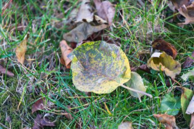 Parktaki güzel sarı sonbahar yaprakları