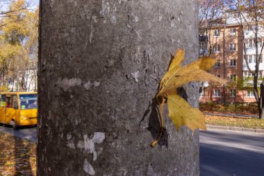 Sokaktaki ağaçlardan gelen sarı sonbahar yaprakları
