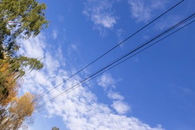 Sonbahar manzarası ve güzel manzaralar. Sarı yapraklar, yeşil çimenler güzel bir gökyüzünde