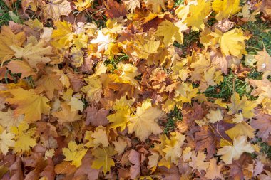 Sonbahar manzarası ve güzel manzaralar. Sarı yapraklar, yeşil çimenler güzel bir gökyüzünde