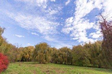 Sonbahar manzarası ve güzel manzaralar. Sarı yapraklar, yeşil çimenler güzel bir gökyüzünde