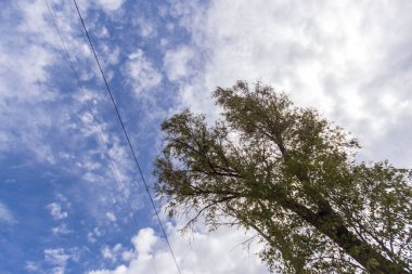 Sonbahar manzarası ve güzel manzaralar. Sarı yapraklar, yeşil çimenler güzel bir gökyüzünde