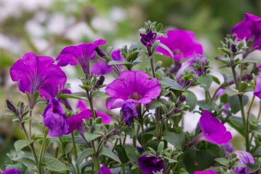 Parktaki bir çiçek tarhında güzel renkli sonbahar çiçekleri