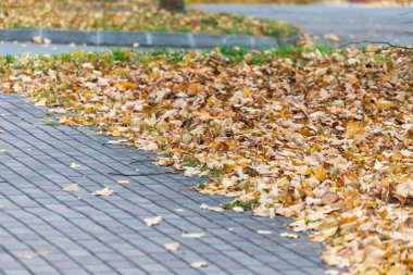 Beton kaldırım ve sarı sonbahar yaprakları