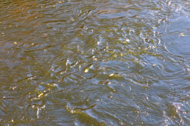 Sonbahar soğuk suyu gölette ve dalgalar Ekim 'de