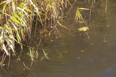 Sonbahar soğuk suyu gölette ve dalgalar Ekim 'de