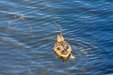 Sonbaharda fırtınada göl suyundaki vahşi ördek