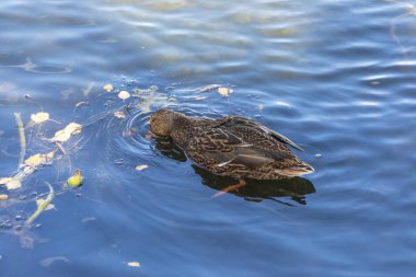 Sonbaharda fırtınada göl suyundaki vahşi ördek