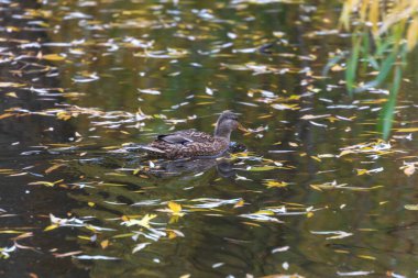 Sonbahar soğuk suyu gölette ve dalgalar Ekim 'de