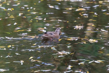 Sonbahar soğuk suyu gölette ve dalgalar Ekim 'de