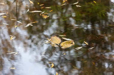 Sonbahar soğuk suyu gölette ve dalgalar Ekim 'de