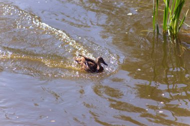 Sonbaharda fırtınada göl suyundaki vahşi ördek