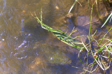 Havuzdaki parkta sonbahar suyu ve sazlıklarla yeşillikler
