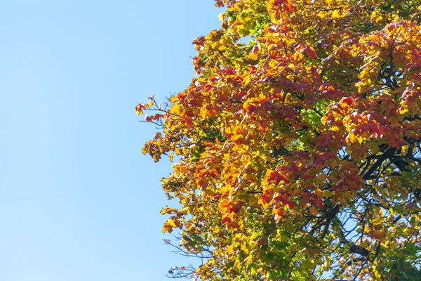 Hermosas Hojas Amarillas Otoño Árboles Parque —  Fotos de Stock