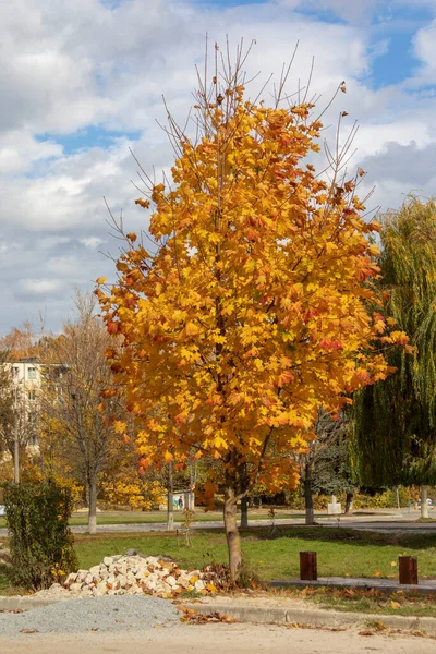Красивые Желтые Осенние Листья Деревьев Парке — стоковое фото