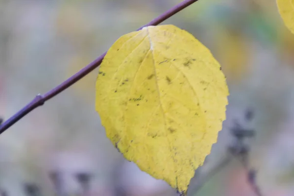 Beautiful Yellow Autumn Leaves Trees Park — Stock Photo, Image
