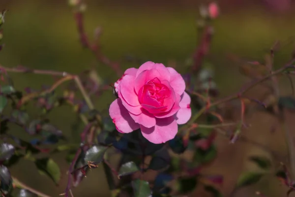 Różowe Jesienne Róże Kwietniku Parku — Zdjęcie stockowe
