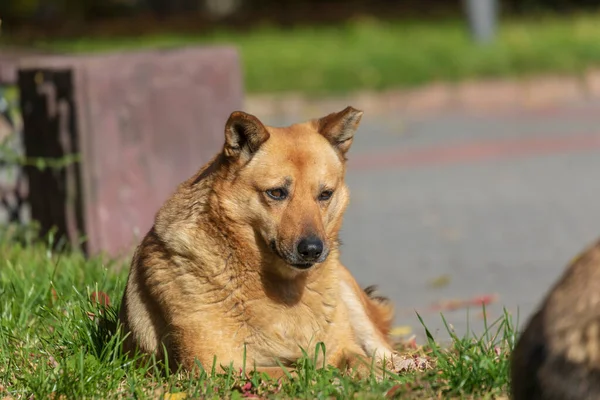Homeless Sad Dog Sitting Grass Basking Sun — Stock Photo, Image
