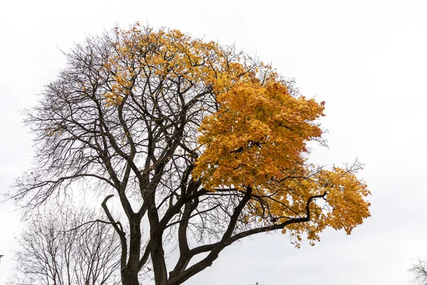 Old Tall Tree Beautiful Yellow Leaves Park — Stock Photo, Image