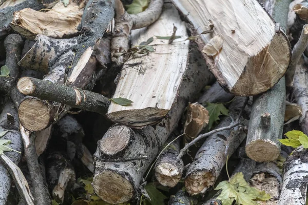 火を灯すため公園内の倒木からの薪 — ストック写真