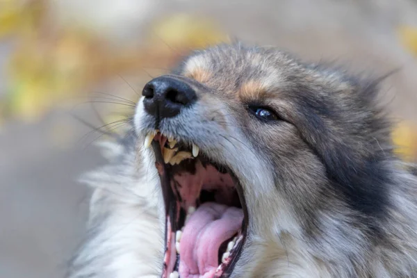 Perro Triste Una Granja Pueblo —  Fotos de Stock