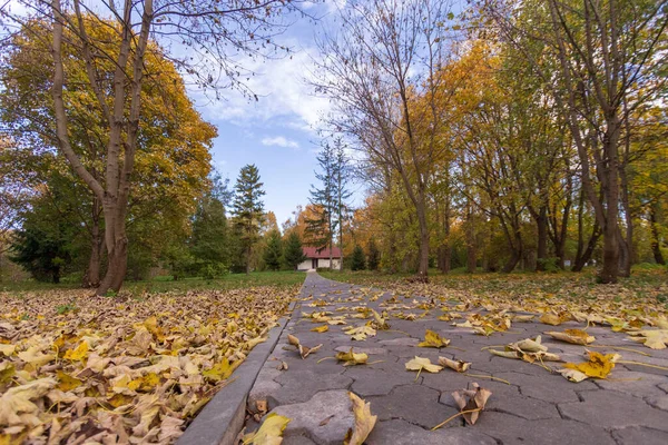 Осенний Пейзаж Красивые Пейзажи Желтые Листья Зеленая Трава Красивом Небе — стоковое фото