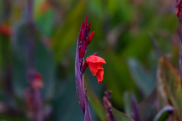 Красиві Кольорові Осінні Квіти Клумбі Парку — стокове фото